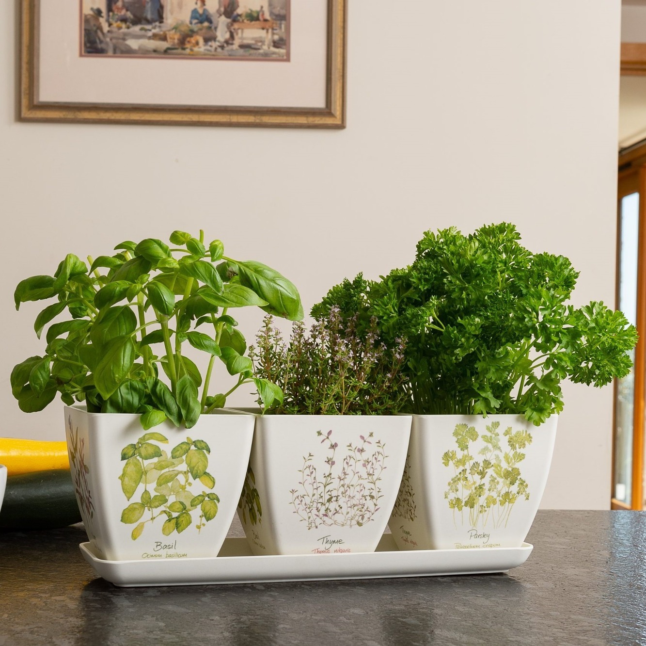 자디노피아 친환경 에코화분 세트 Iona Buchanan Herbs Eco Pots - Set of 3 Gift Boxed