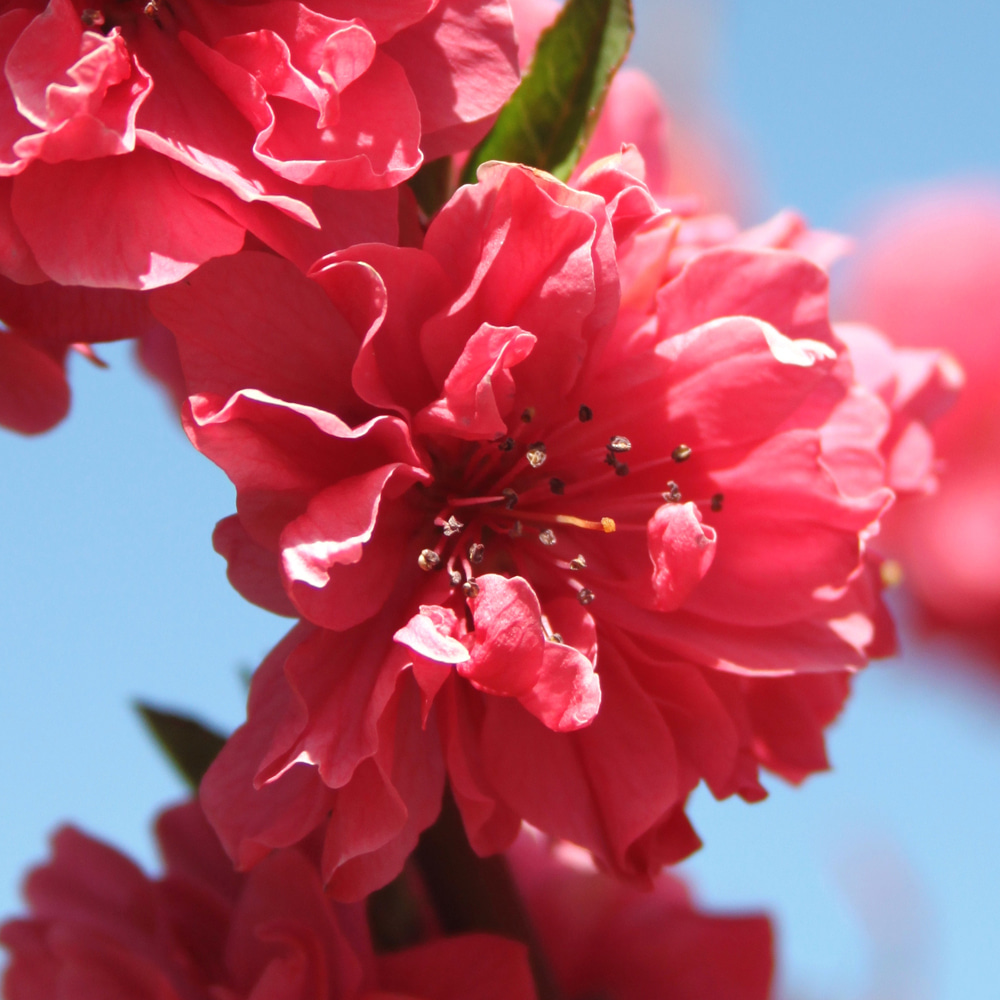 [기본배송] 수양홍도화 꽃복숭아나무 홍도화나무 묘목 - 접목묘/실생묘