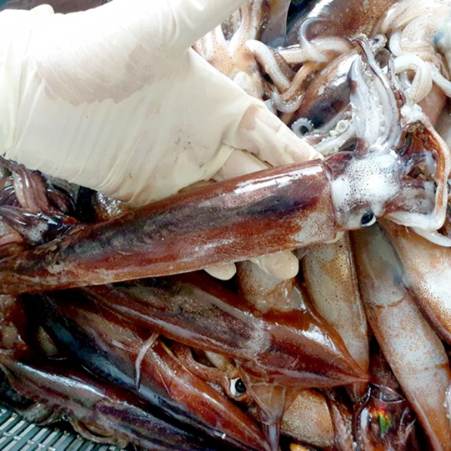 소짜 통 오징어 (총알오징어) 1kg