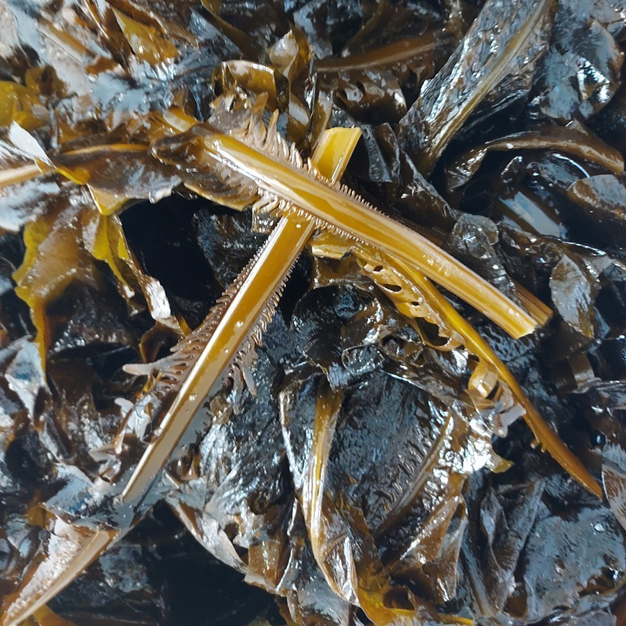 [한달시즌한정]포항 해녀 자연산 생 돌미역