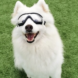 TPO대형 중형 강아지 고글 애견 선글라스 안경 도글스