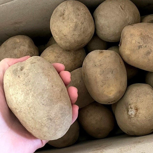 산지직송 국산 감자 고급 두백감자품종