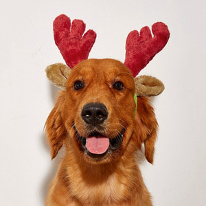 크리스마스 산타 강아지 루돌프 머리띠