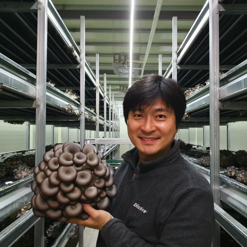 a large oyster mushroom in the Uiryeong