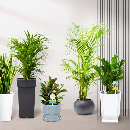 관엽식물 시리즈3 축하 공기정화식물 개업화분