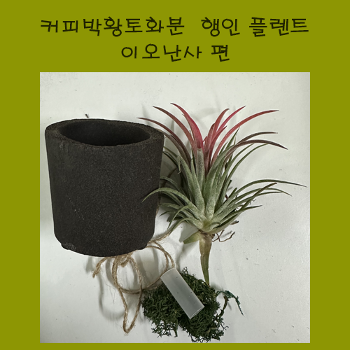 커피박 황토 화분 행인 플랜트(이오난사)환경교육키트
