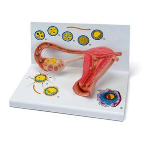 독일제 자궁과수정모형 수정,세포분열과정 고급형 L01