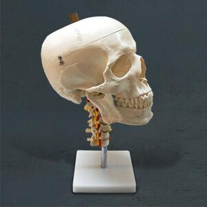 경추두개골모형 4파트 분리 교육용 KAR11111-3