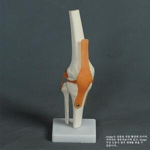 무릎관절모형 보급형 인대포함 교육용 kar11209-5