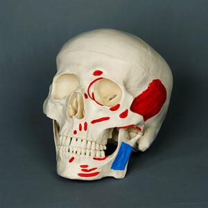두개골모형 근육표시 교육용 KAR11111-2