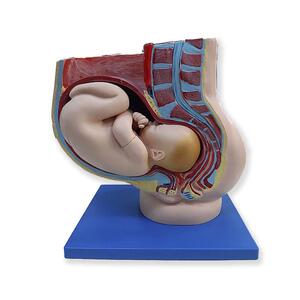 임신태아모형 Kar42006 인체모형 자궁모형