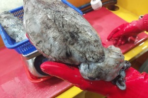 [고래] 당일/ 급냉 초특대 갑오징어 1kg