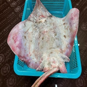 신안 암치홍어 특가 4.5kg 내외