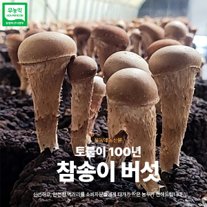 [토불이100년] 참송이 버섯