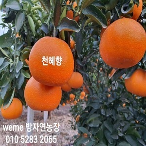 [방자연농장] 천혜향  10kg /5kg (택배비포함)