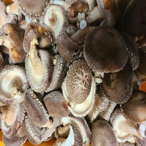 [하늘내린] 참나무표고버섯 1kg