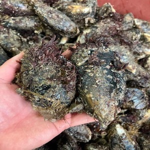 [공룡수산] 자연산 홍합(담치) 2kg