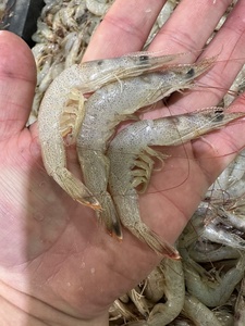 자연산 중하새우2kg