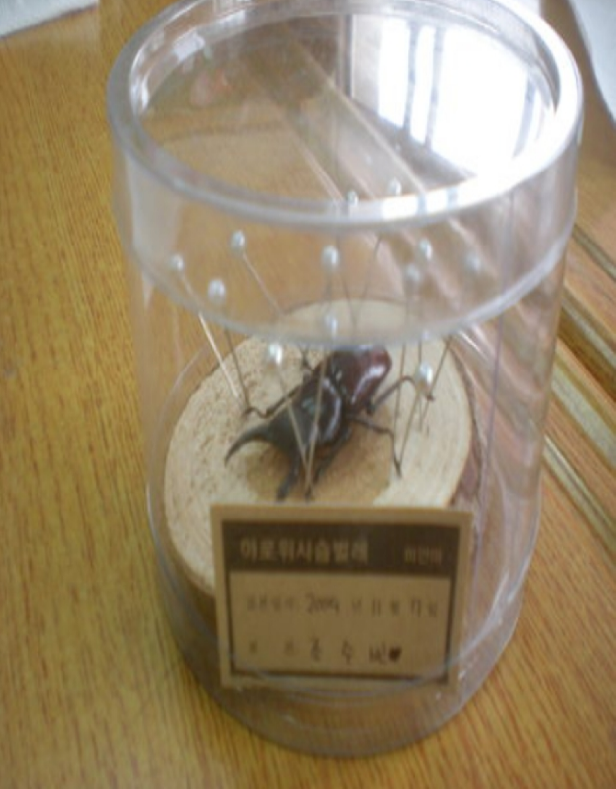 [자연체험] 곤충표본 만들기 체험교실