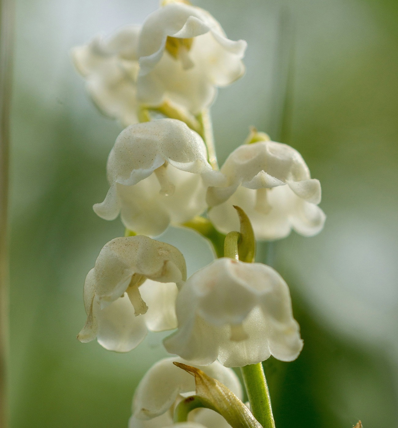 Extrait de Parfum 100MLNo.9 Berry & Muguet - Nichic