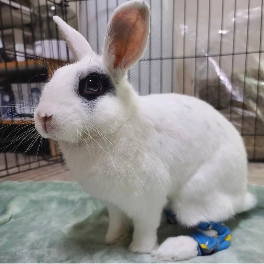 원투홉 토끼 비절 양말 | 와바미