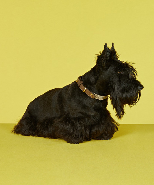 소형 중형 펫 카라 리드줄