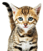 Kitten-image