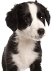 Puppy-image