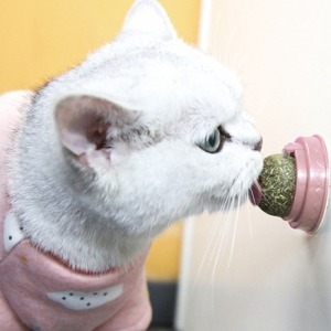 고양이 캣닢 사탕 캔디 볼 장난감 헤어볼감소