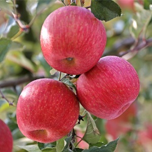 사과10KG,꿀사과,부사사과,맛있는사과,사과판매,햇사과,사과추천,부사사과10KG,가정용사과,사과부사,정품사과10KG