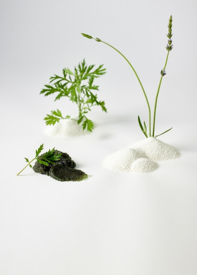 Artemisia Princeps Leaf Powder