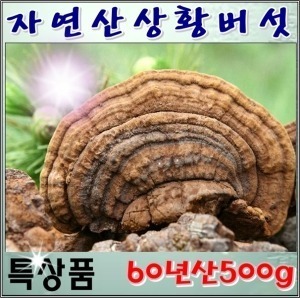 상황버섯/60년산 500g/자연산 정품 산뽕나무상황버섯/고급상품박스/국내최상급상황버섯/명절선물/효도선물
