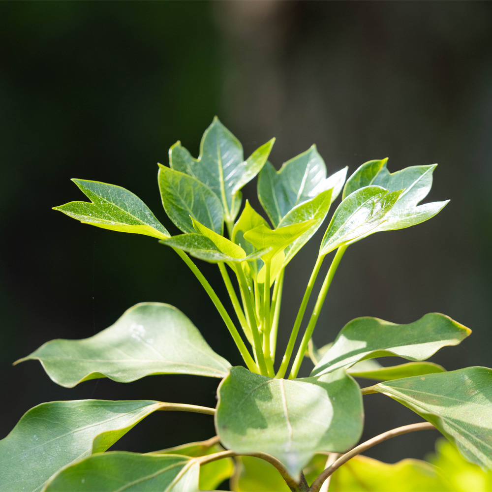 기본배송] 황칠나무 묘목 - 2년생~4년생/포트묘 | 충북농원영농조합법인