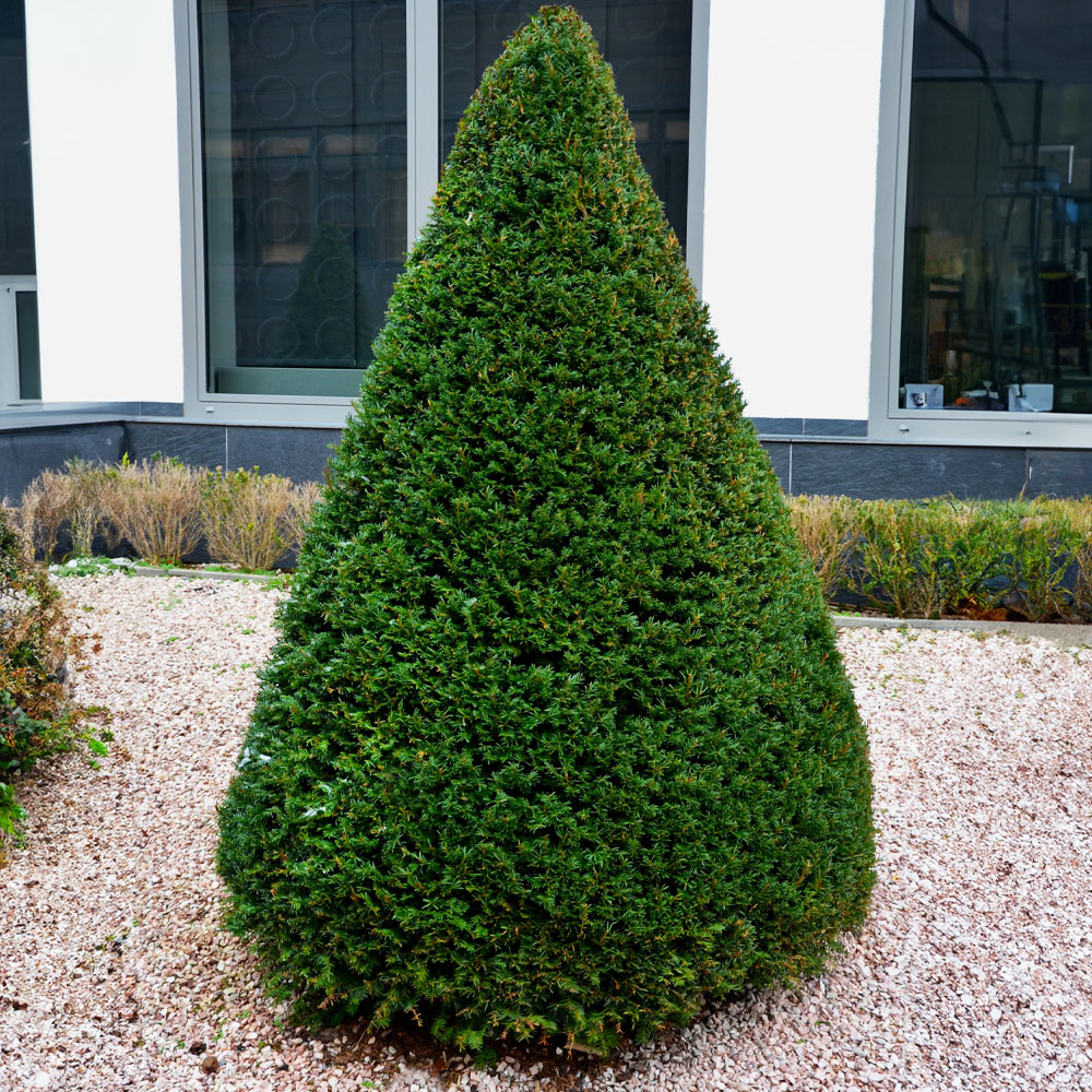 기본배송] 조형 주목 주목나무 묘목 - 포트묘 & 분묘 | 충북농원영농조합법인