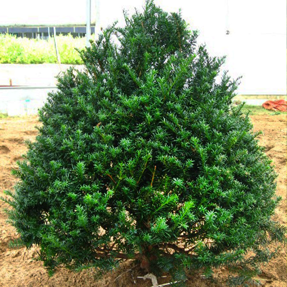 기본배송] 조형 주목 주목나무 묘목 - 포트묘 & 분묘 | 충북농원영농조합법인