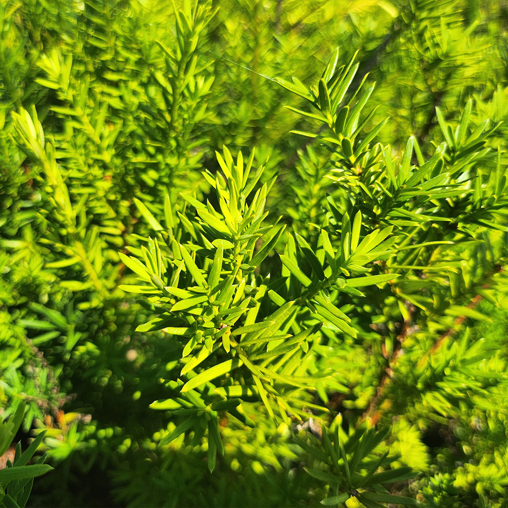 기본배송] 조형 주목 주목나무 묘목 - 포트묘 & 분묘 | 충북농원영농조합법인
