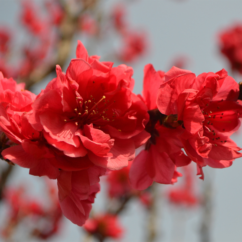[기본배송] 직립홍도화 꽃복숭아나무 홍도화나무 묘목 - 접목묘