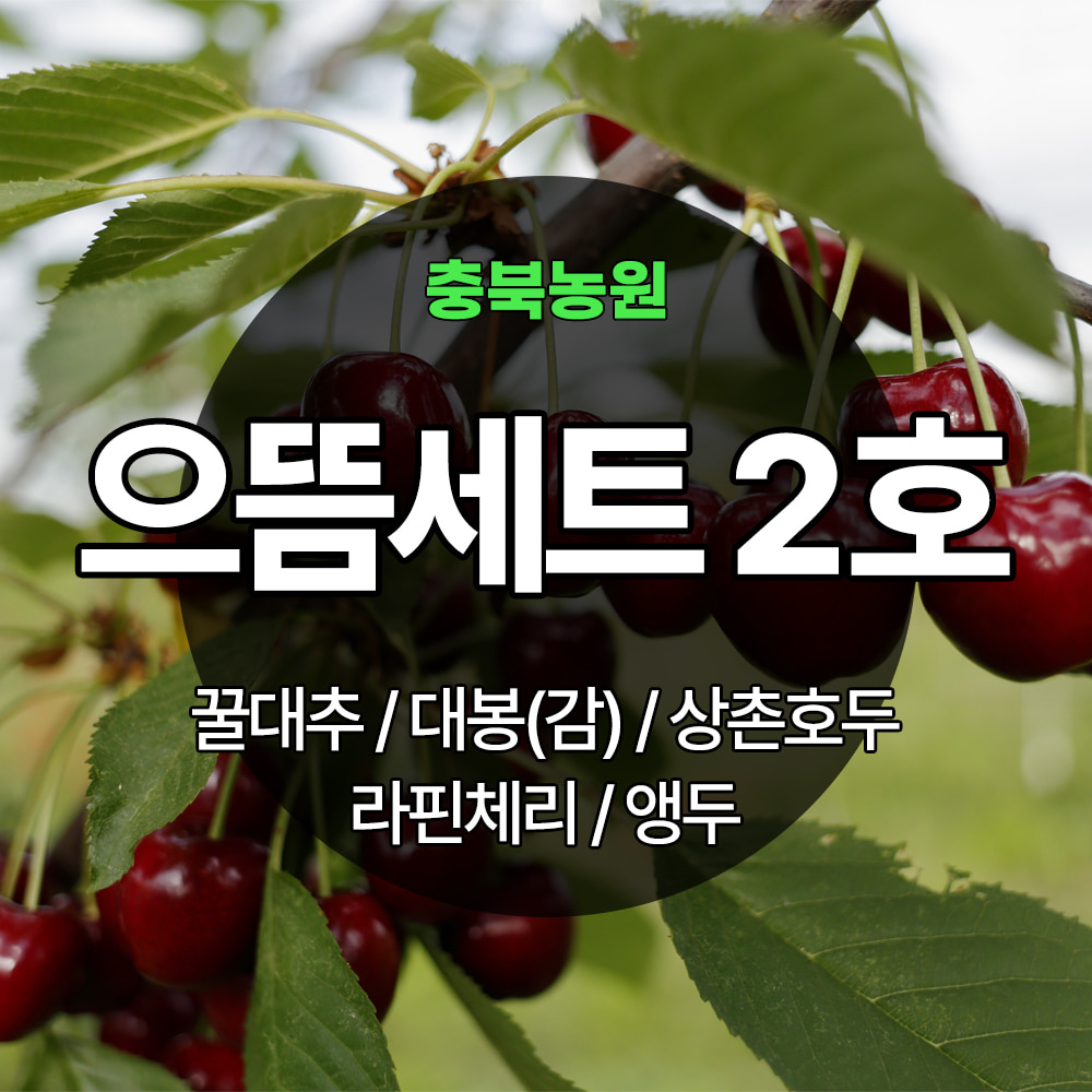 [기본배송] 으뜸세트 2호 - 꿀대추/대봉(감)/상촌호두/라핀체리/앵두