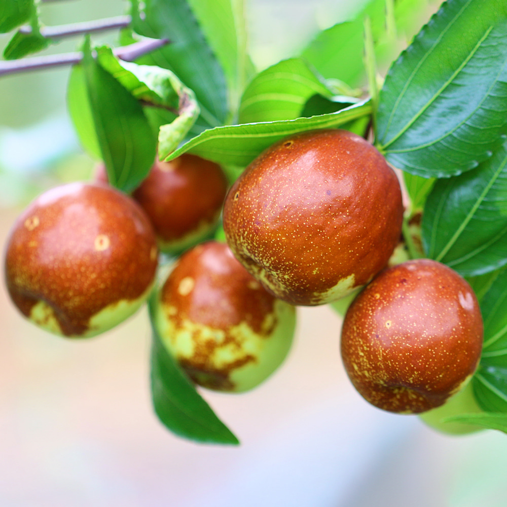 [충북농원] 대왕대추 사과대추 (다왕조오) 대추나무 다년생