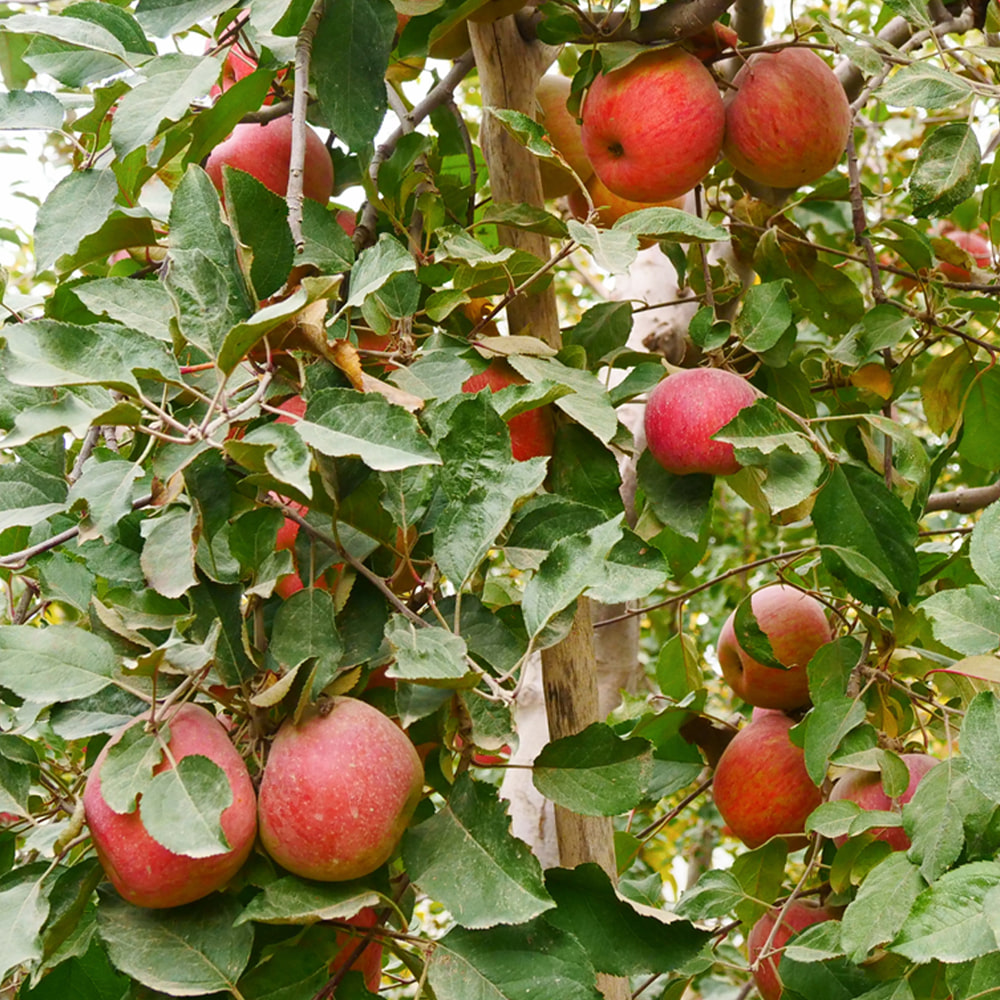 [기본배송] 꿀사과 사과나무 묘목 - 접목묘