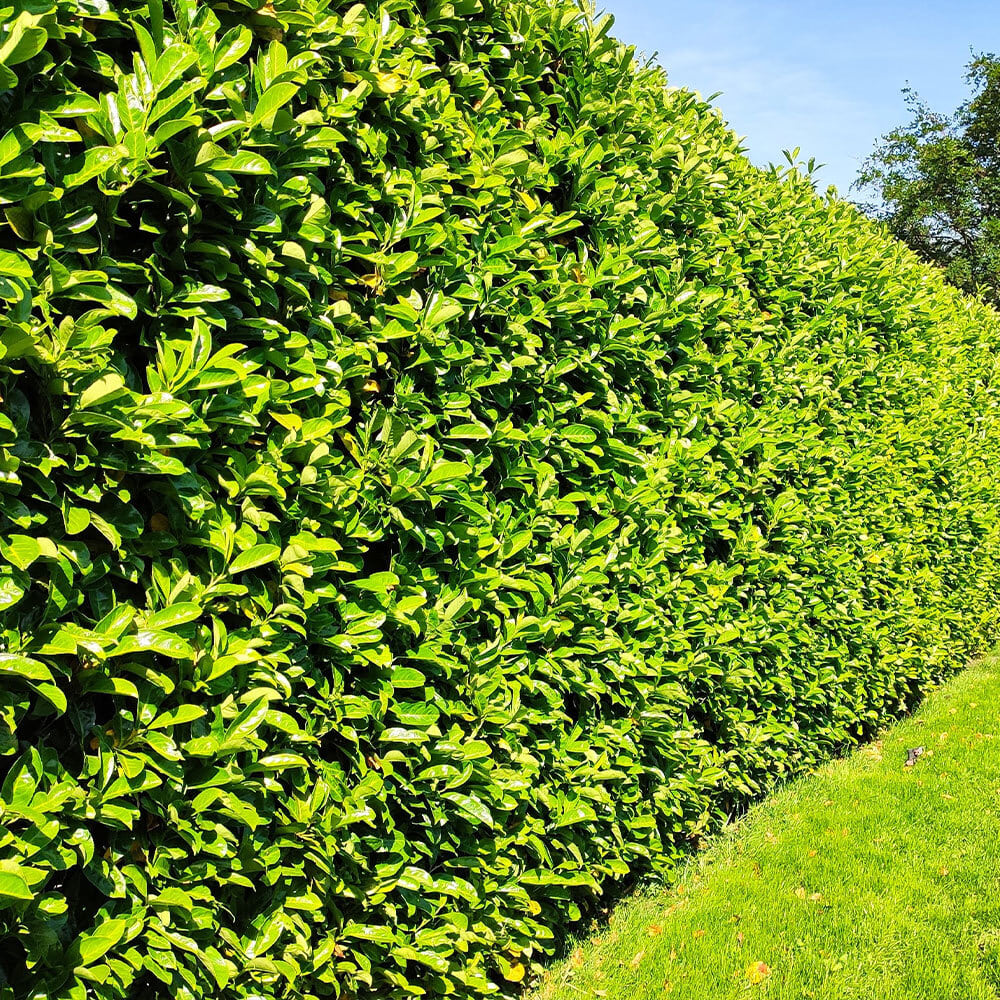 조경수 - 사철나무 - 충북농원영농조합법인