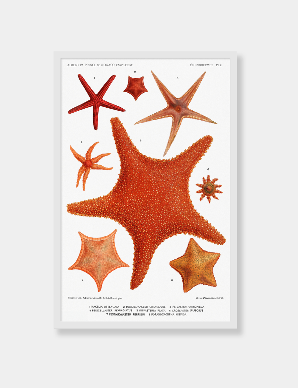 [Vintage Poster] Sea Star