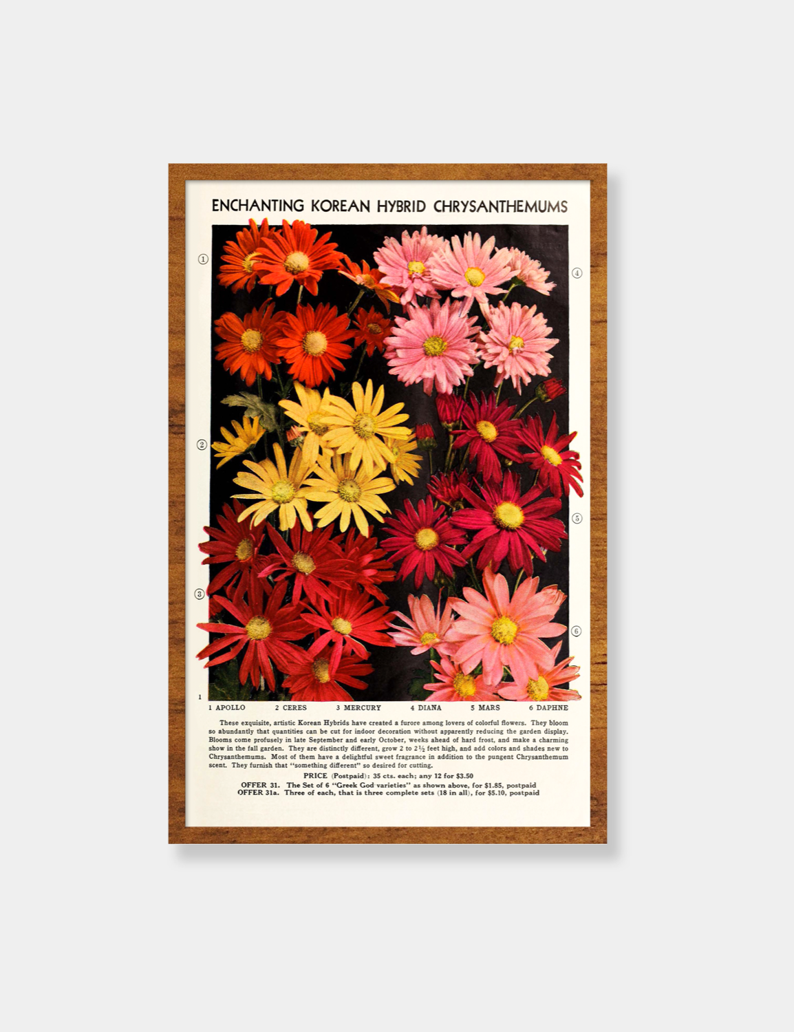 [Vintage Poster] Chrysanthemum