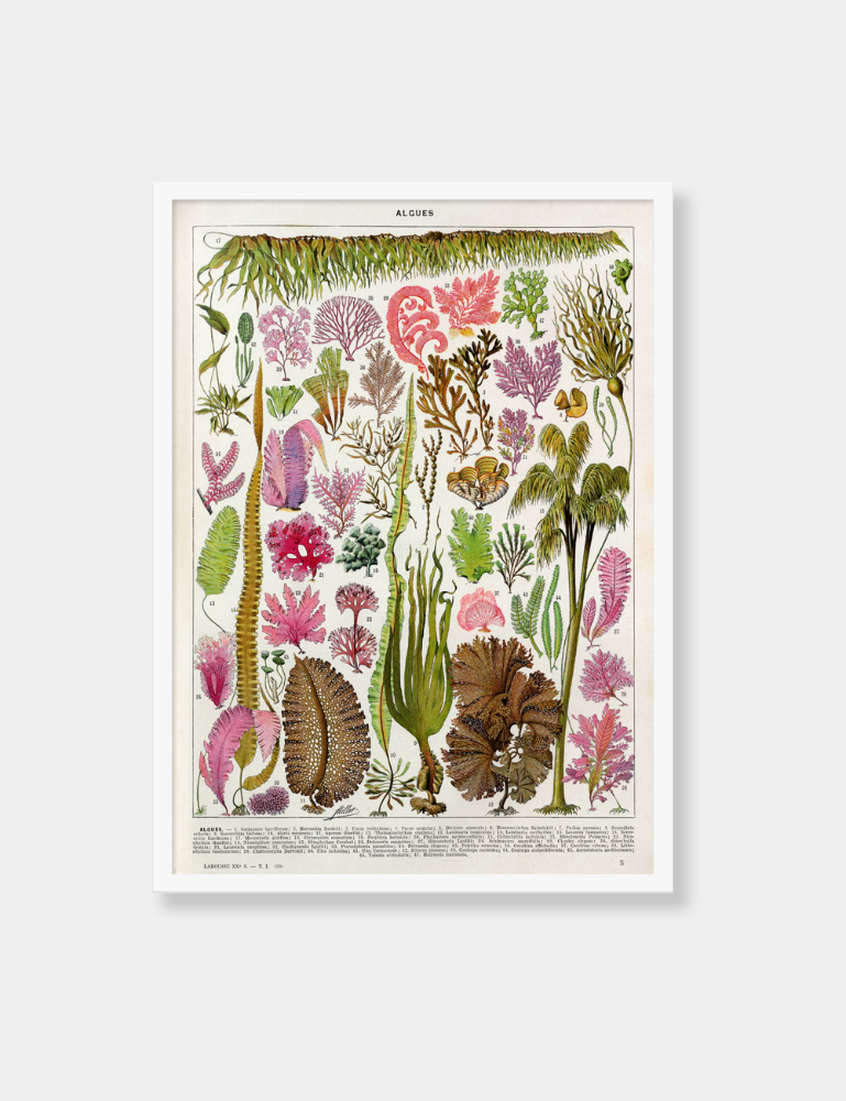 [Vintage Poster] Seagrass