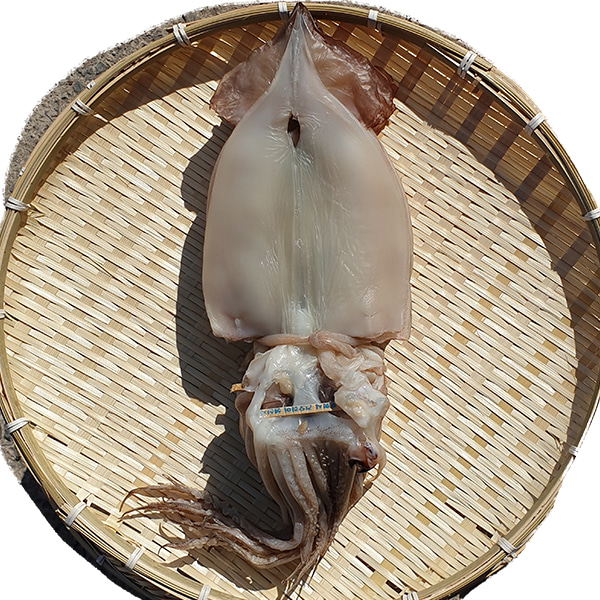 오동통 쫄깃한 대서양산 반건조 오징어 피데기 10미 1.3kg