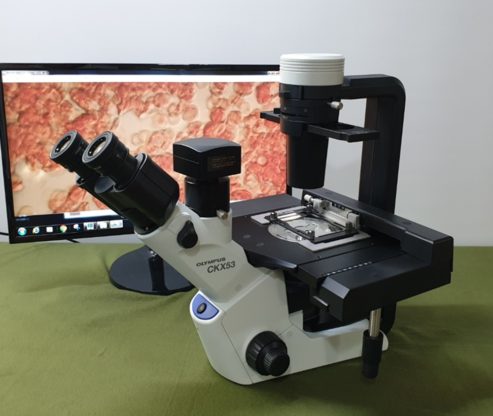 중고 올림푸스 위상차 세포배양 현미경 CKX53 Phase Microscope + XY stage