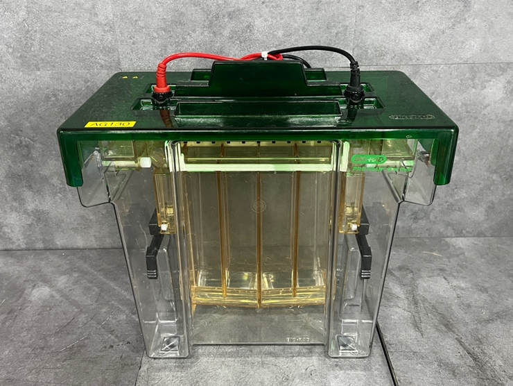 중고 BIORAD Protean II xi Cell 전기영동 (AG130)