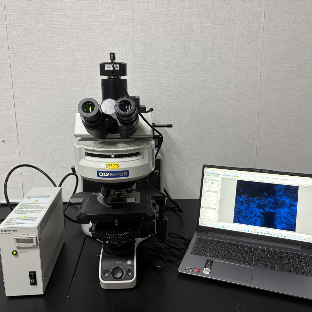 중고 OLYMPUS BX53 고성능 형광 &amp; DIC 현미경 (BP73)