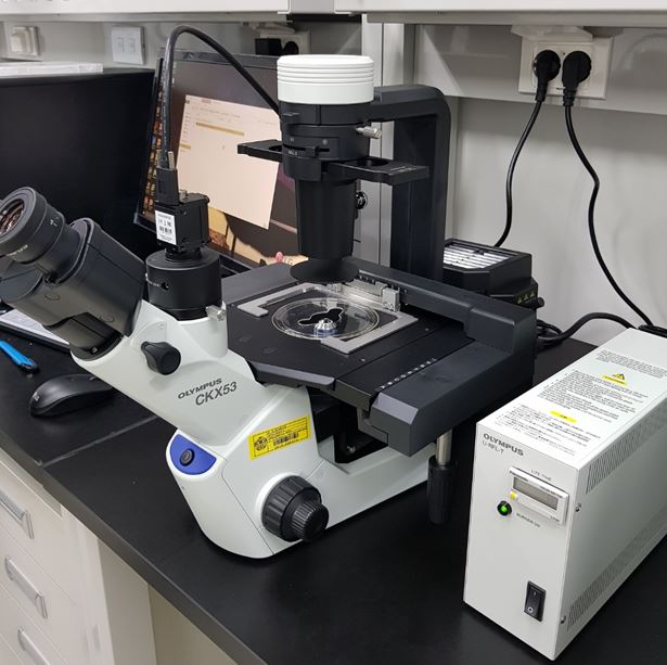 중고 올림푸스 위상차 형광 도립현미경 CKX53