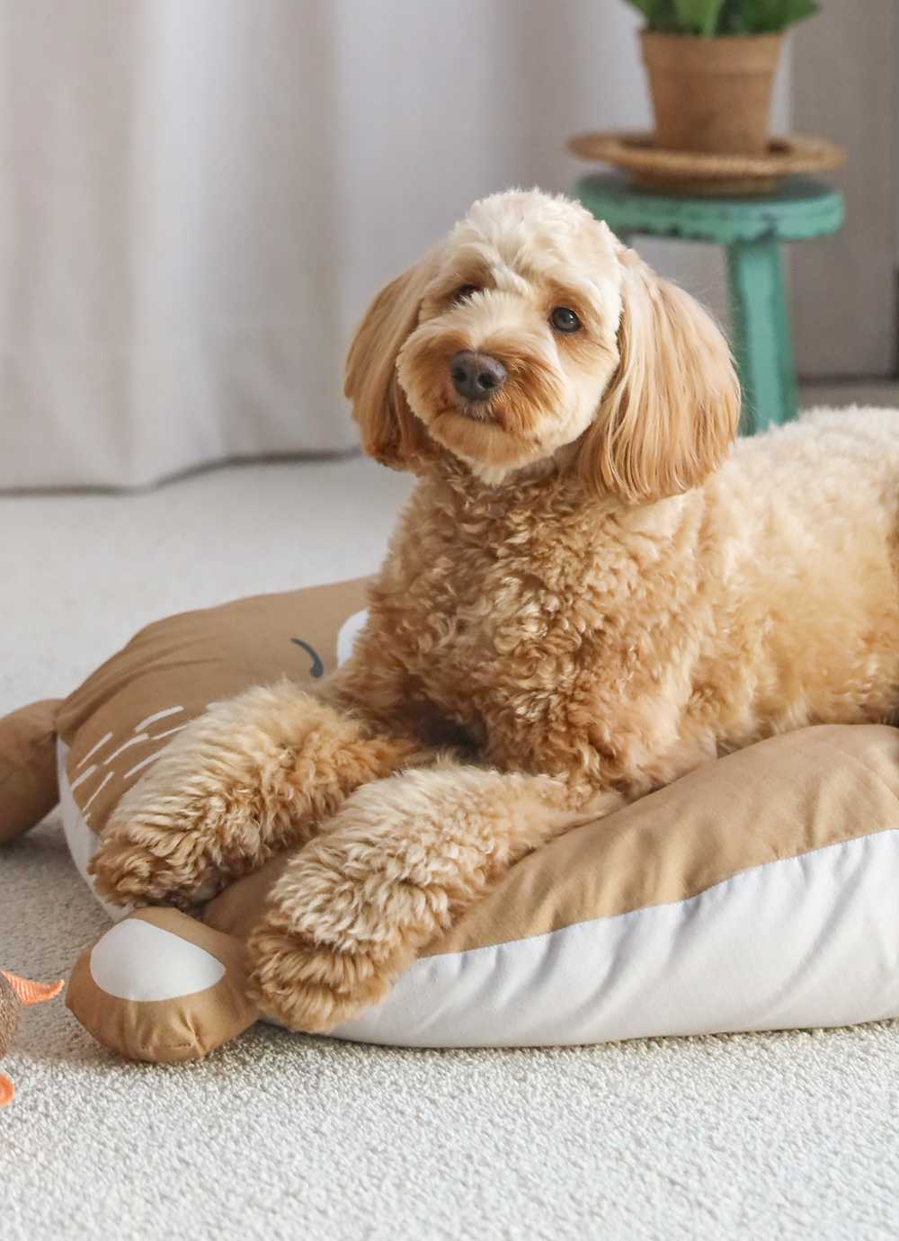 Pet lovey Teddy Pure Cotton Dog Bed + Waterproof
